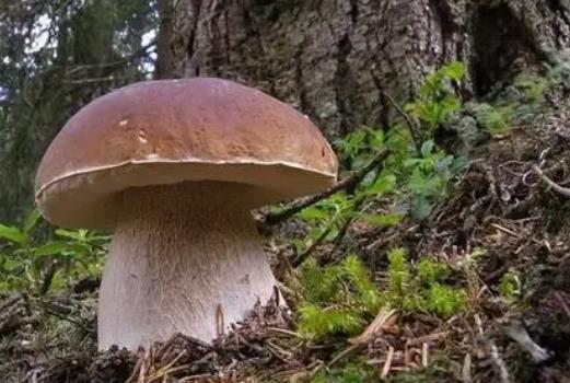 �����ڿ��Գ�ţ�ξ���ţ�ξ�����Щ������