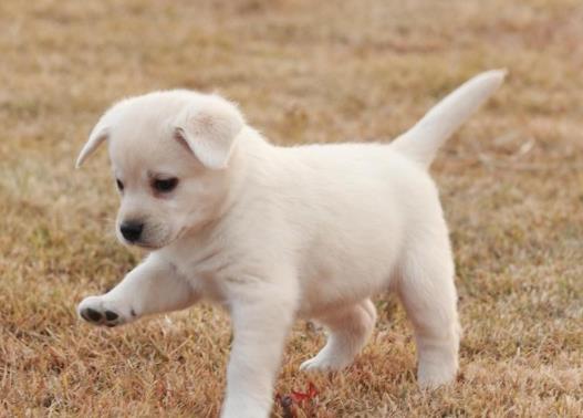 ����жϹ�����û�п�Ȯ����һ��ֻ�����м�ֻ���п�Ȯ����