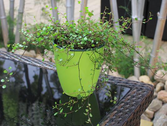 �޼�ǧҶ����ʱҪע��ʲô��ǧҶ�����ϵ�Ҷ������ô����