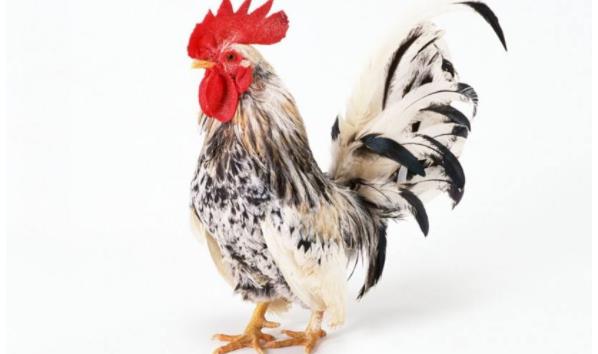 �뼦�йص�Ъ��������Щ �ͼ���ص���Ĭ����������ȫ