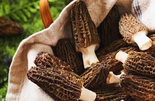 高血压患者可以吃羊肚菌吗?羊肚菌不宜和什么东西一起吃?