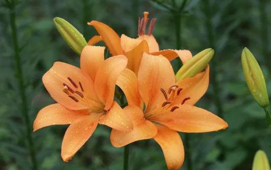 孕妇可以吃百合吗?桃胶和百合可以一起吃吗?