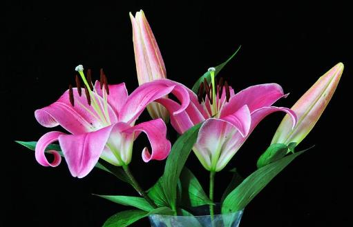 孕妇可以吃百合吗?桃胶和百合可以一起吃吗?