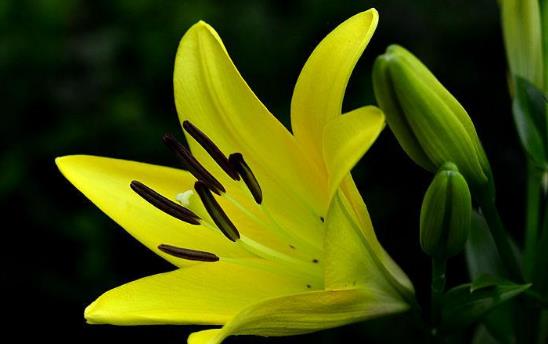 孕妇可以吃百合吗?桃胶和百合可以一起吃吗?