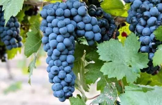 孕期吃葡萄会发胖吗?吃葡萄有哪些好处?