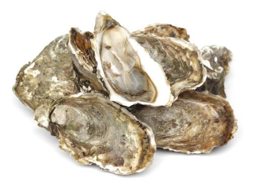 牡蛎与生蚝如何区别?海蛎子跟生蚝是一个品种吗?