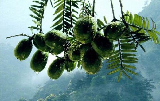 血脂高的人可以吃香榧吗?哪些人不宜吃香榧?