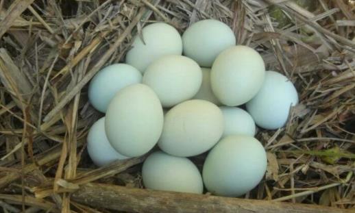 艾叶煮鸡蛋的水可以喝吗 吃艾叶煮鸡蛋有什么要注意的