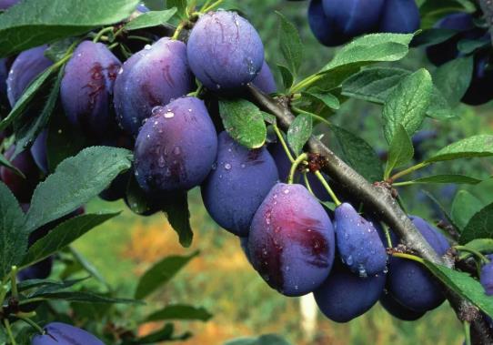 西梅皮可以吃下去吗?西梅是热性的还是凉性的?