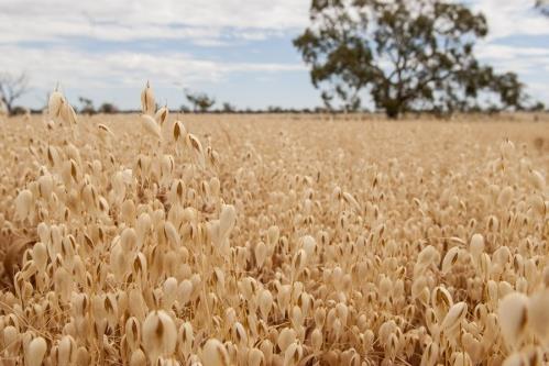 ADC植物奶:健康品牌,良心好奶