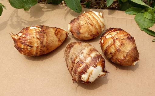 为什么刮芋头手会痒 芋头怎么刮皮不痒