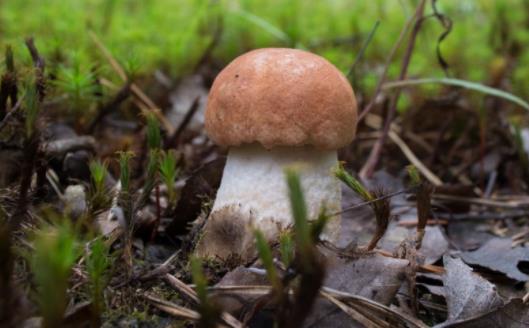 产妇可以吃牛肝菌吗?哪些人不宜吃牛肝菌?