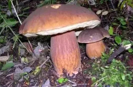 产妇可以吃牛肝菌吗?哪些人不宜吃牛肝菌?