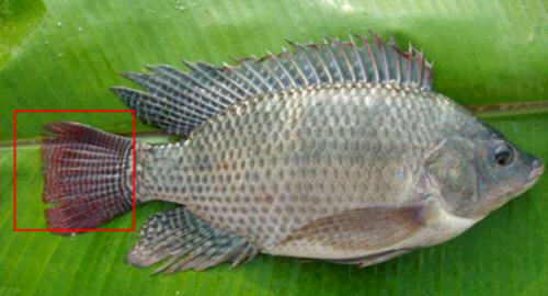 �޷�������������ͼƬ�������4