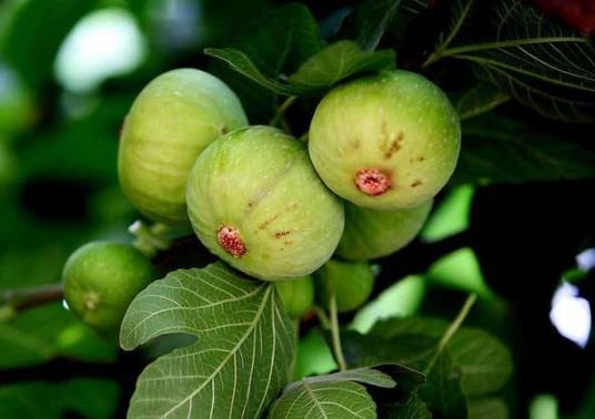 无花果要剥皮才能吃吗?新鲜无花果上火还是去火