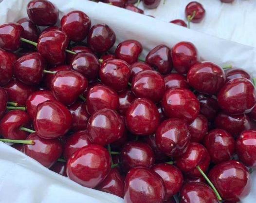 车厘子是新西兰的好还是智利的好?车厘子的甜度和温度有关吗