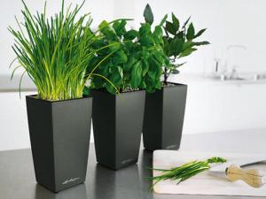 家居植物风水的禁忌-卧室植物风水知识