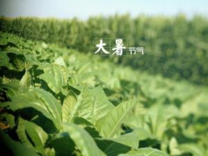 大暑什么意思？大暑怎么预防中暑