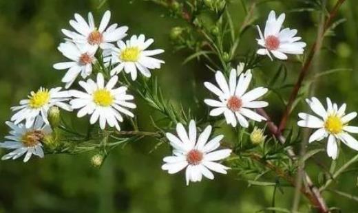 紫菀有哪些作用?怎么挑选紫菀?