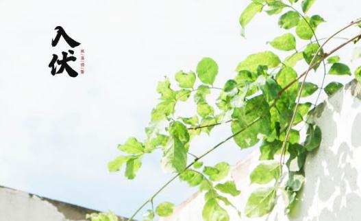 三伏天吃什么去湿气 三伏天如何去除湿气