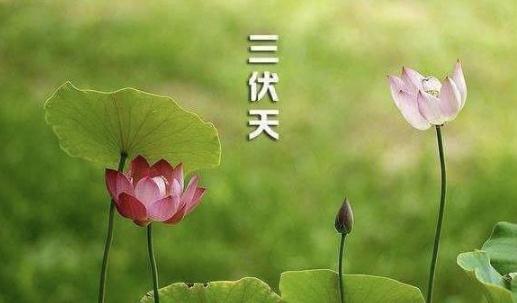 三伏天吃什么去湿气 三伏天如何去除湿气