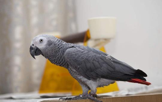 灰鹦鹉2.jpg