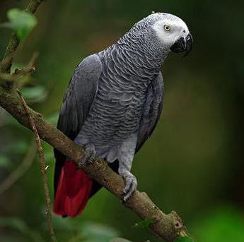 灰鹦鹉.jpg