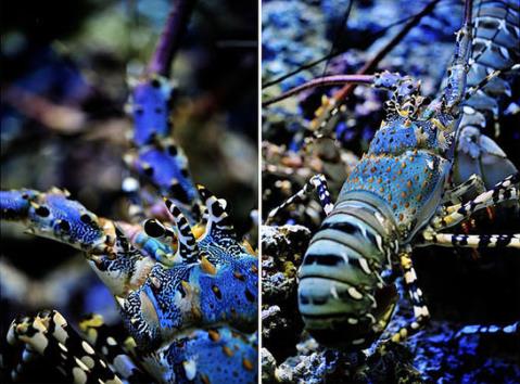 �㽭���벶����1�׳�����Ϻ����60������