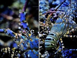 �㽭���벶����1�׳�����Ϻ����60������