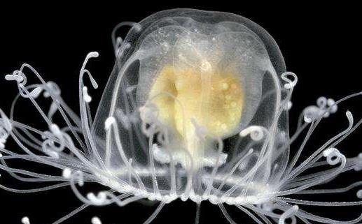 灯塔水母不断的返老还童达到永生