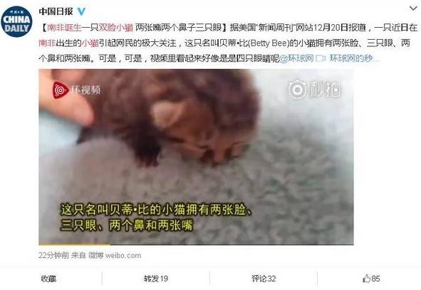 南非诞生双脸小猫 生命力顽强 主人轮流给两张嘴喂食成长良好