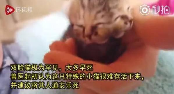 南非诞生双脸小猫 生命力顽强 主人轮流给两张嘴喂食成长良好