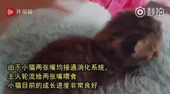 南非诞生双脸小猫 生命力顽强 主人轮流给两张嘴喂食成长良好