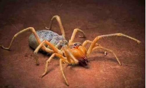 世界上最大的食人蛛骆驼蜘蛛