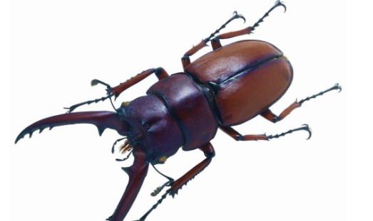世界上最大的昆虫泰坦甲虫