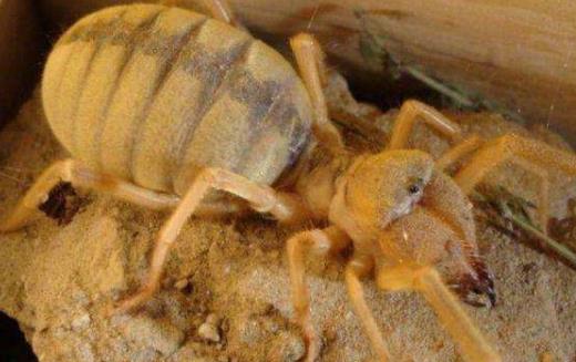 世界上最大的食人蛛骆驼蜘蛛