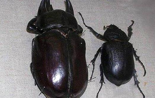 世界上最大的昆虫泰坦甲虫