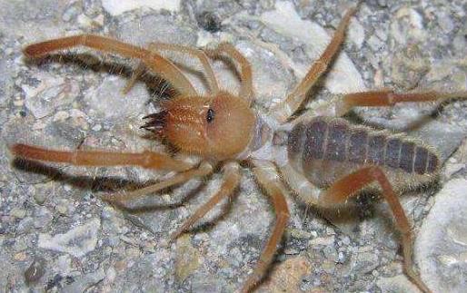 世界上最大的食人蛛骆驼蜘蛛