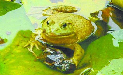 世界上唯一会咬人的青蛙食人蛙