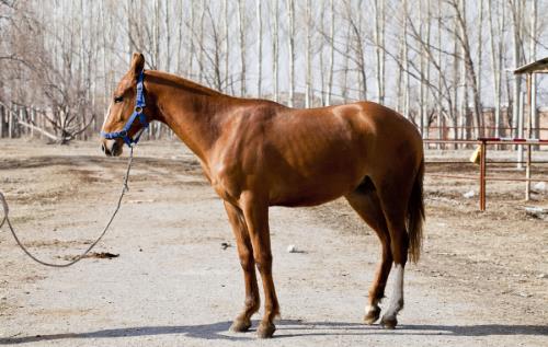 世界上最贵的马纯血马