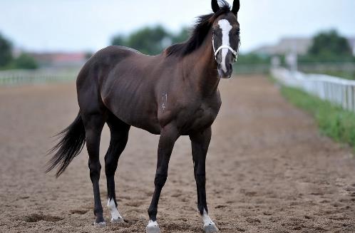 世界上最贵的马纯血马