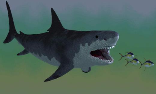 世界上最大鲨鱼 巨齿鲨碾压大白鲨