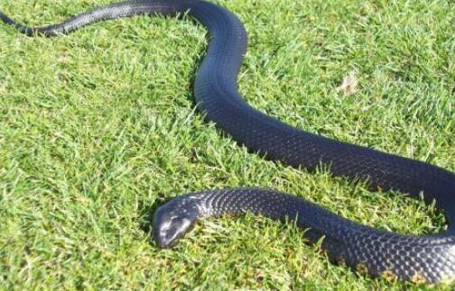 世界最毒的蛇 帝皇眼镜蛇王攻击人类后4分钟毙命