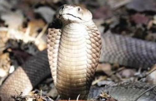 世界最毒的蛇 帝皇眼镜蛇王攻击人类后4分钟毙命