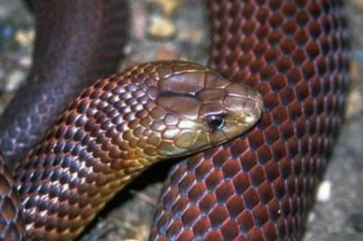 世界最毒的蛇 帝皇眼镜蛇王攻击人类后4分钟毙命