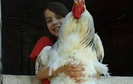 世界上最大的鸡 美国巨型鸡高1.2米 最大的比牛还要大