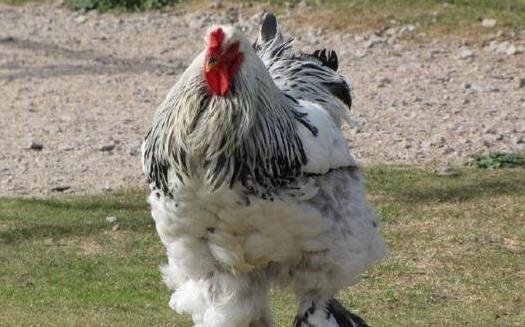 世界上最大的鸡 美国巨型鸡高1.2米 最大的比牛还要大