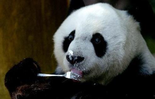 世界上最高寿熊猫 37岁的巴斯相当于人的百岁以上