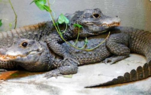 世界上最小的鳄鱼 非洲侏儒鳄体长仅1.5米左右