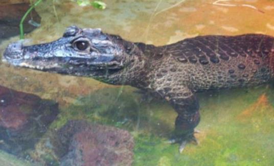 世界上最小的鳄鱼 非洲侏儒鳄体长仅1.5米左右